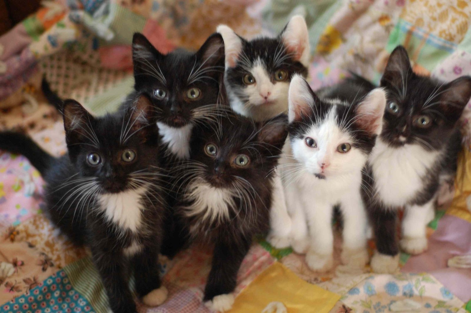 How Many Litters Can an Unspayed Cat Have in a Year?
