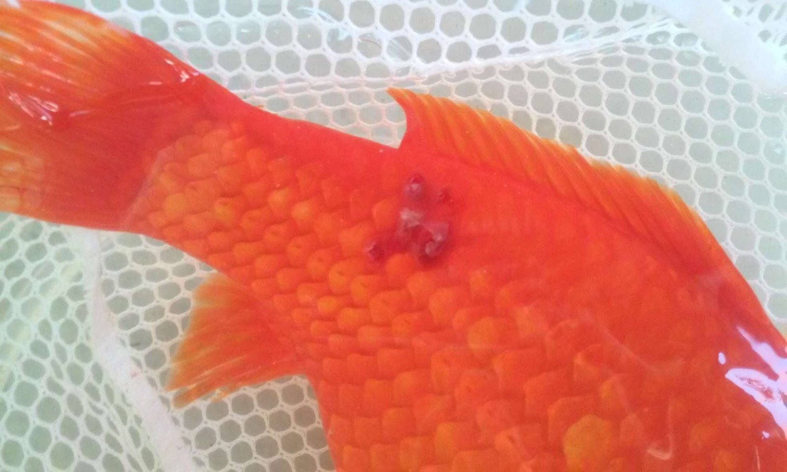 Flashing in Aquarium Fish: Causes and Treatment
