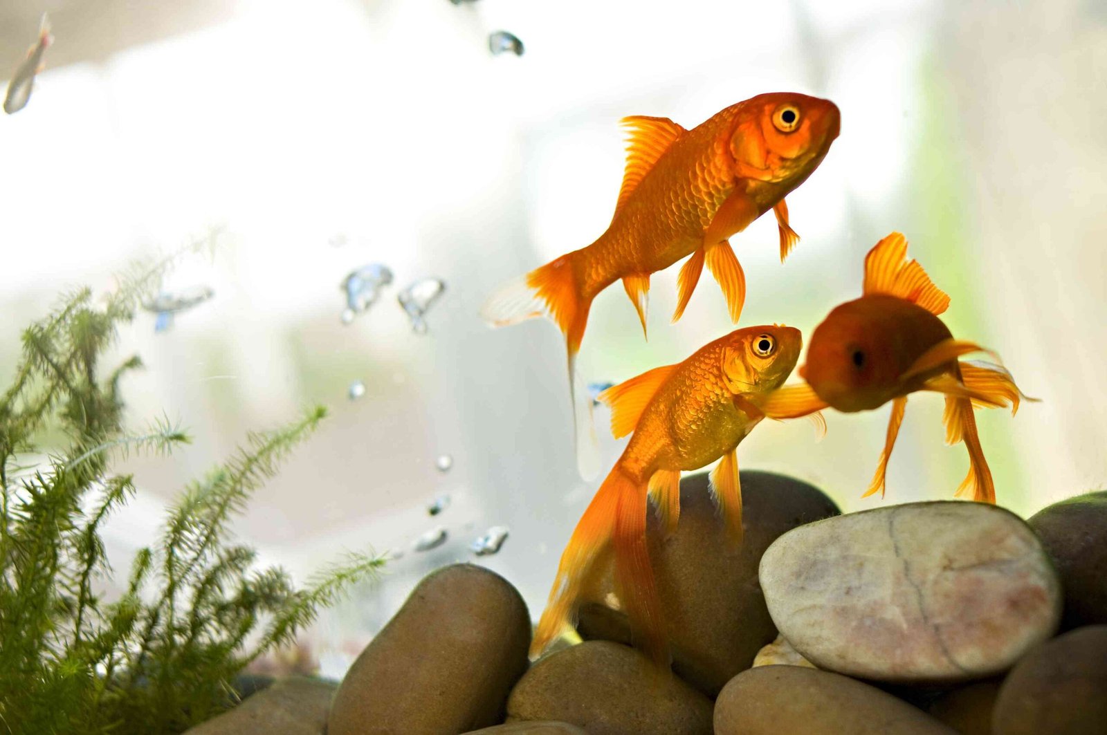 7 Common Goldfish Diseases
