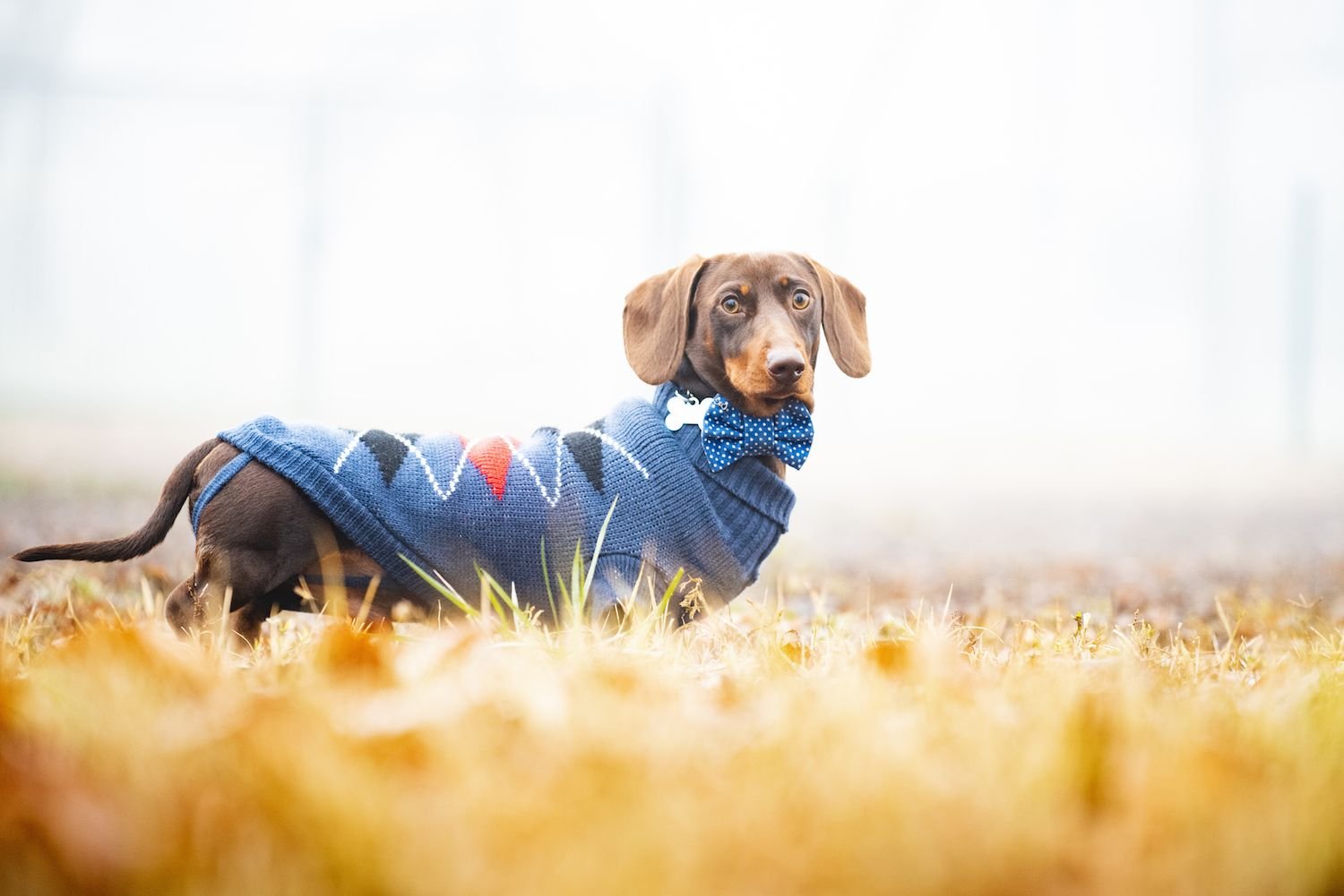 How to Properly Measure Your Dog for Clothing