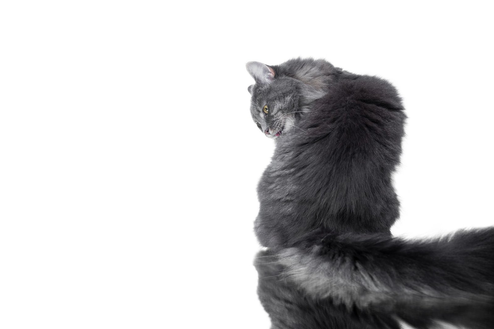 Feline Hyperesthesia Syndrome