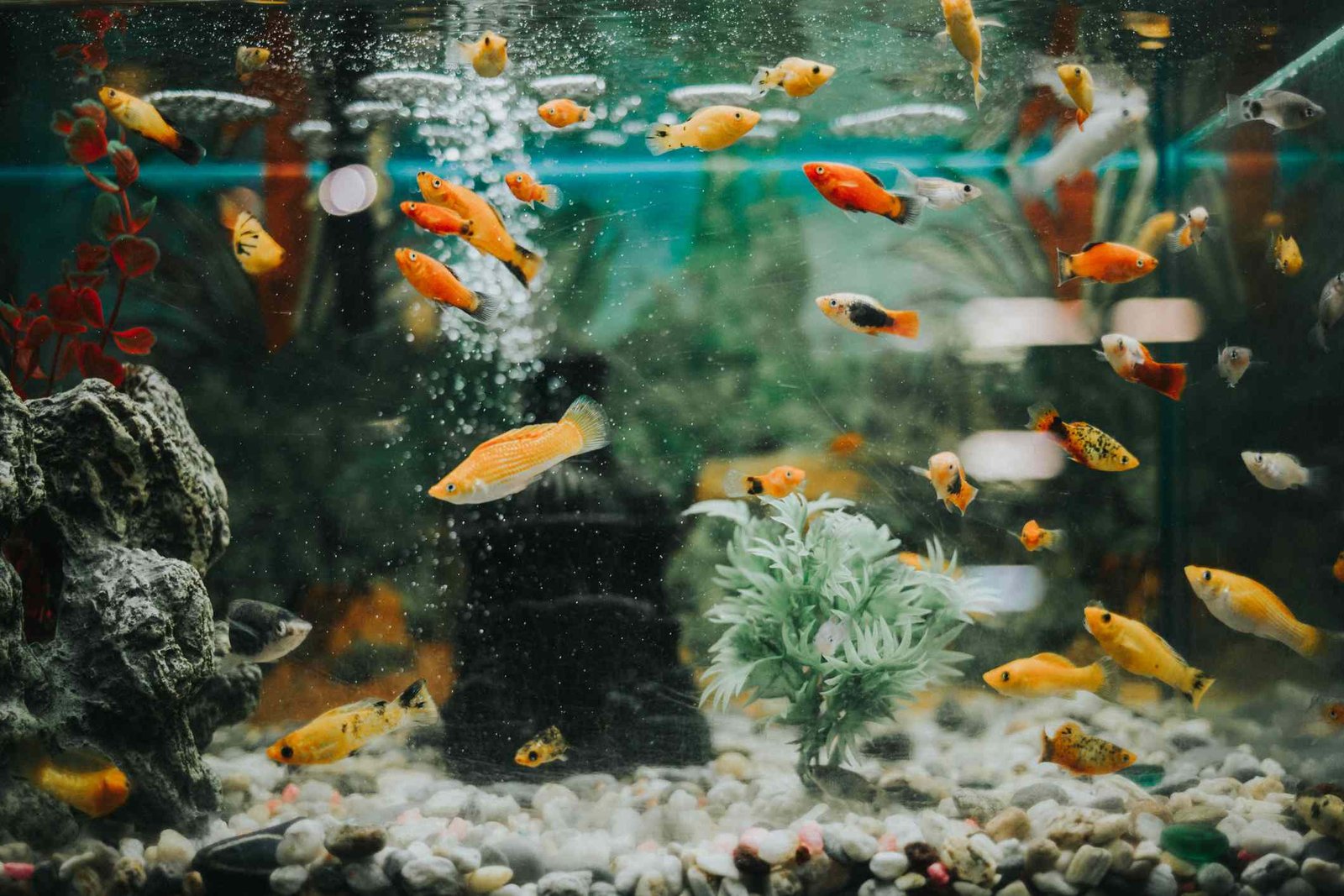 Best Tankmates for Tropical Fish