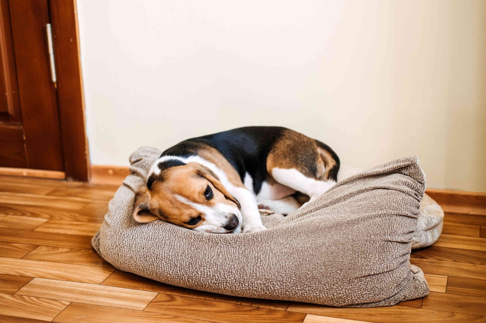 Bilious Vomiting Syndrome in Dogs