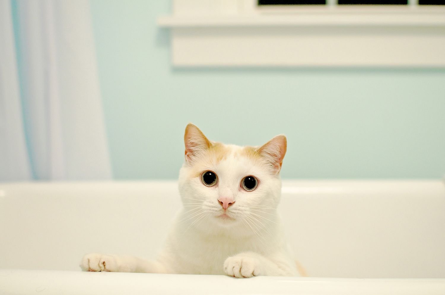 How to Bathe Your Kitten or Adult Cat