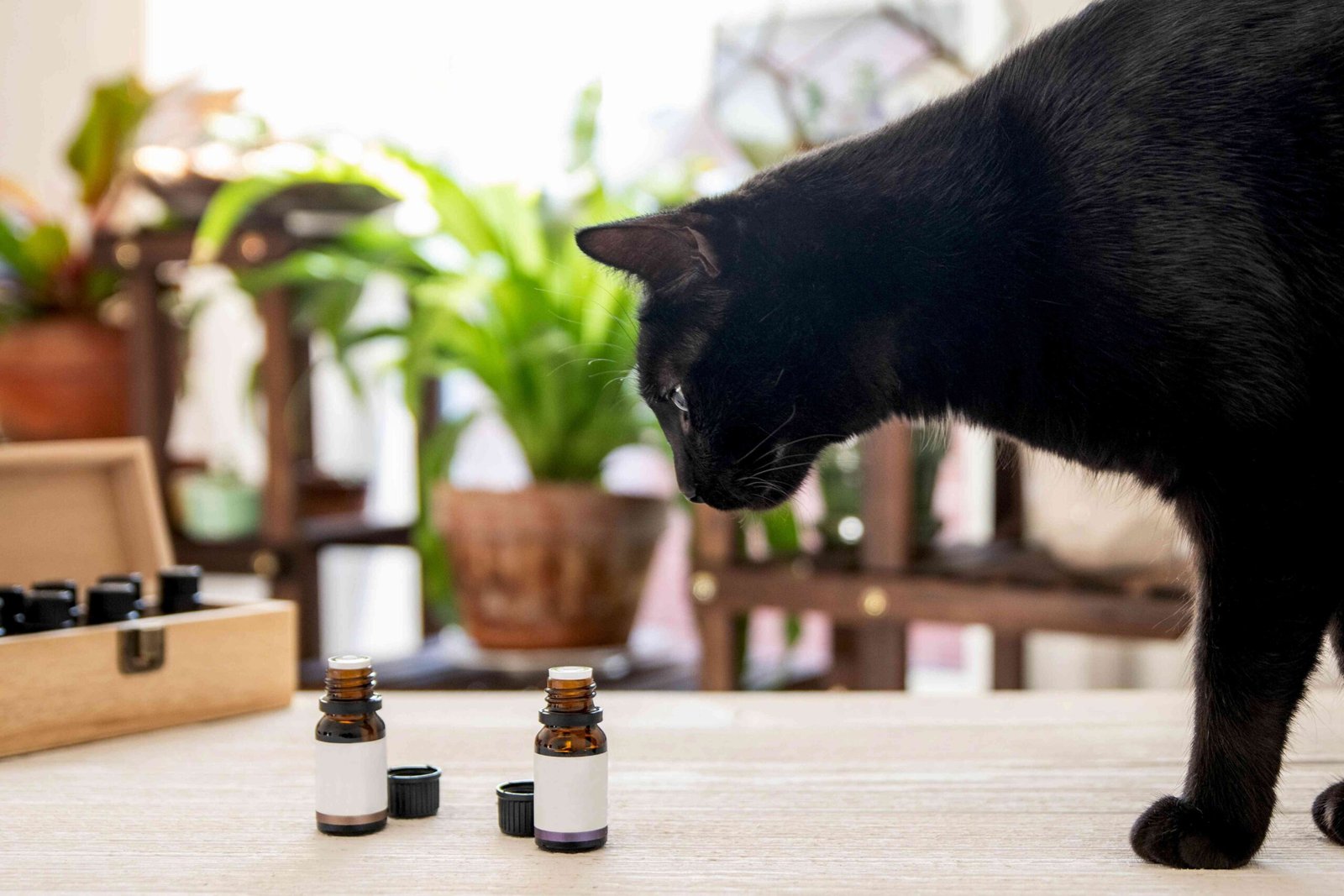 Are Essential Oils Dangerous to Cats?