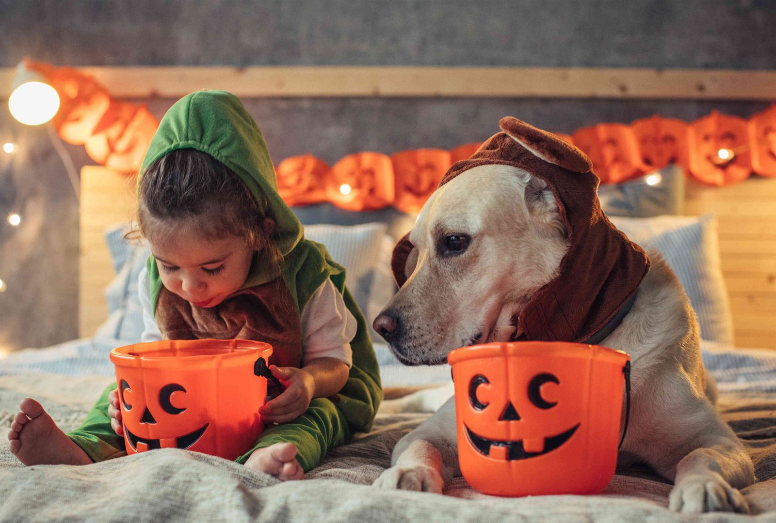 Keep the Sweets Away: Why Halloween Candy Is Dangerous to Dogs