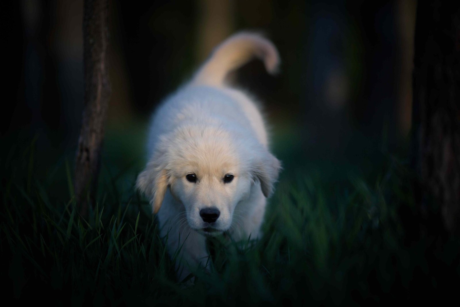 Can Dogs See in the Dark?