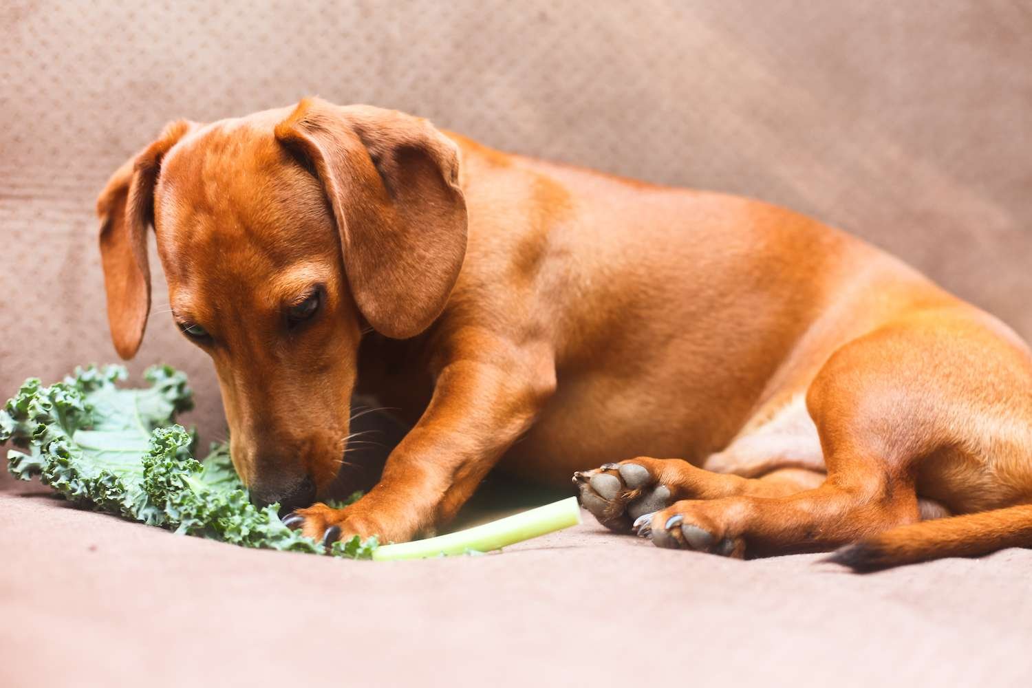 Can Dogs Safely Eat Kale?