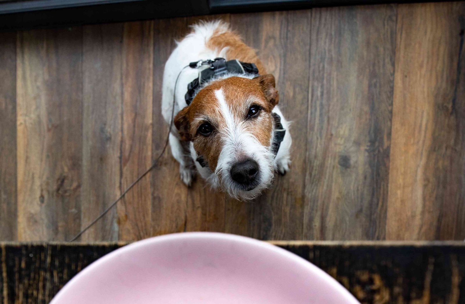Can Dogs Eat Mayonnaise?