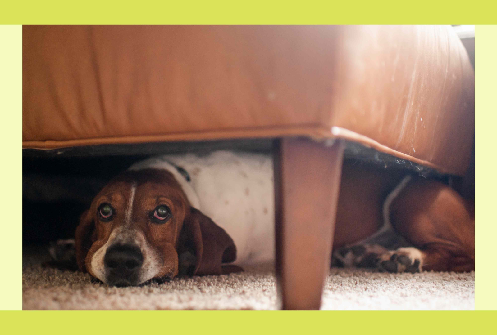 5 'Concerning' Rescue Dog Behaviors That Are Totally Normal—Plus, Red Flags to Watch For