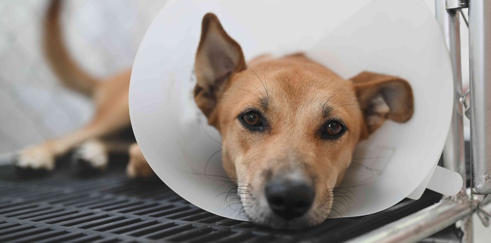 Cone of Shame: When Your Dog Needs It—and Some Alternatives