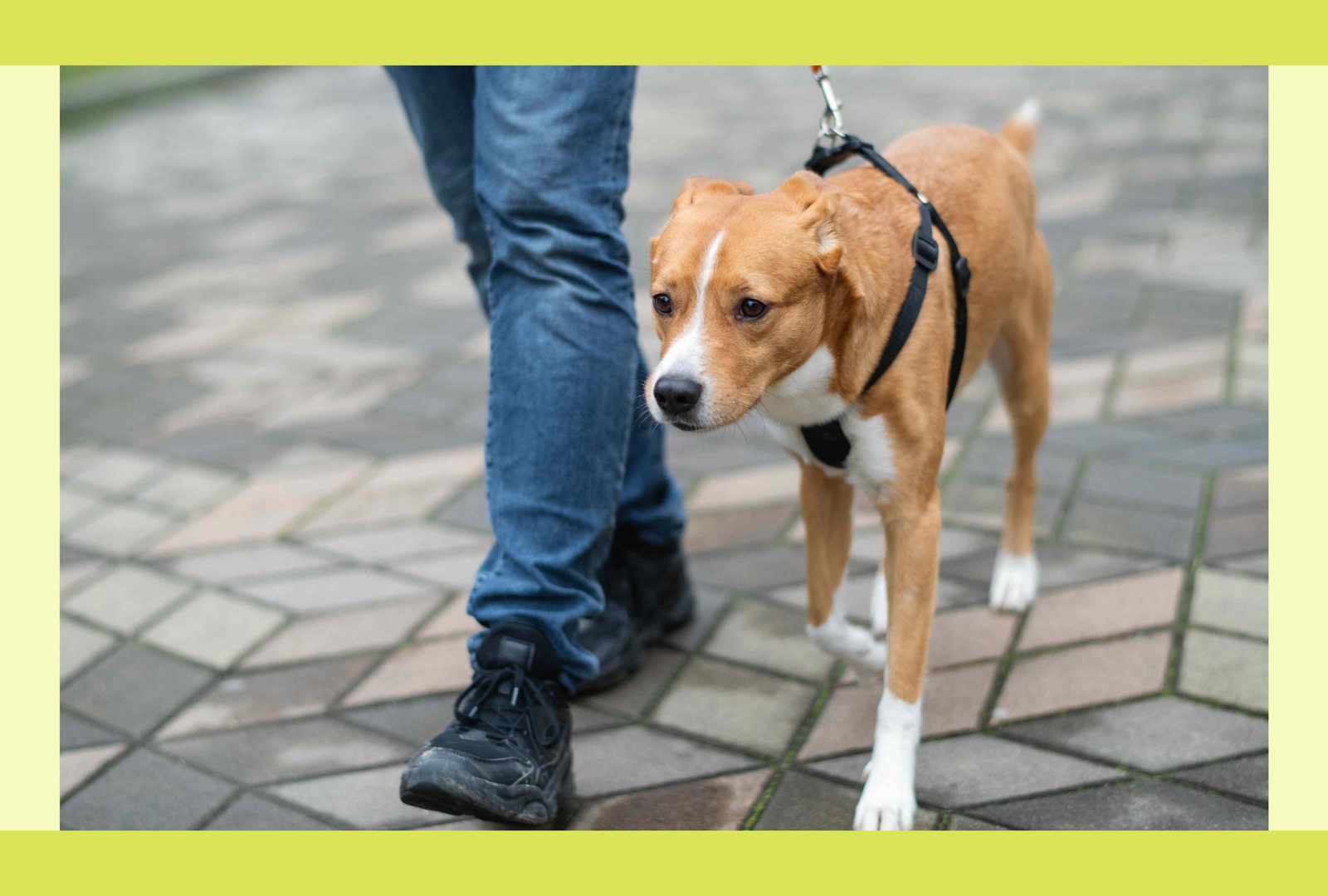 Test-Driving Pet Ownership: How Pet Fostering Works—and Why It Matters
