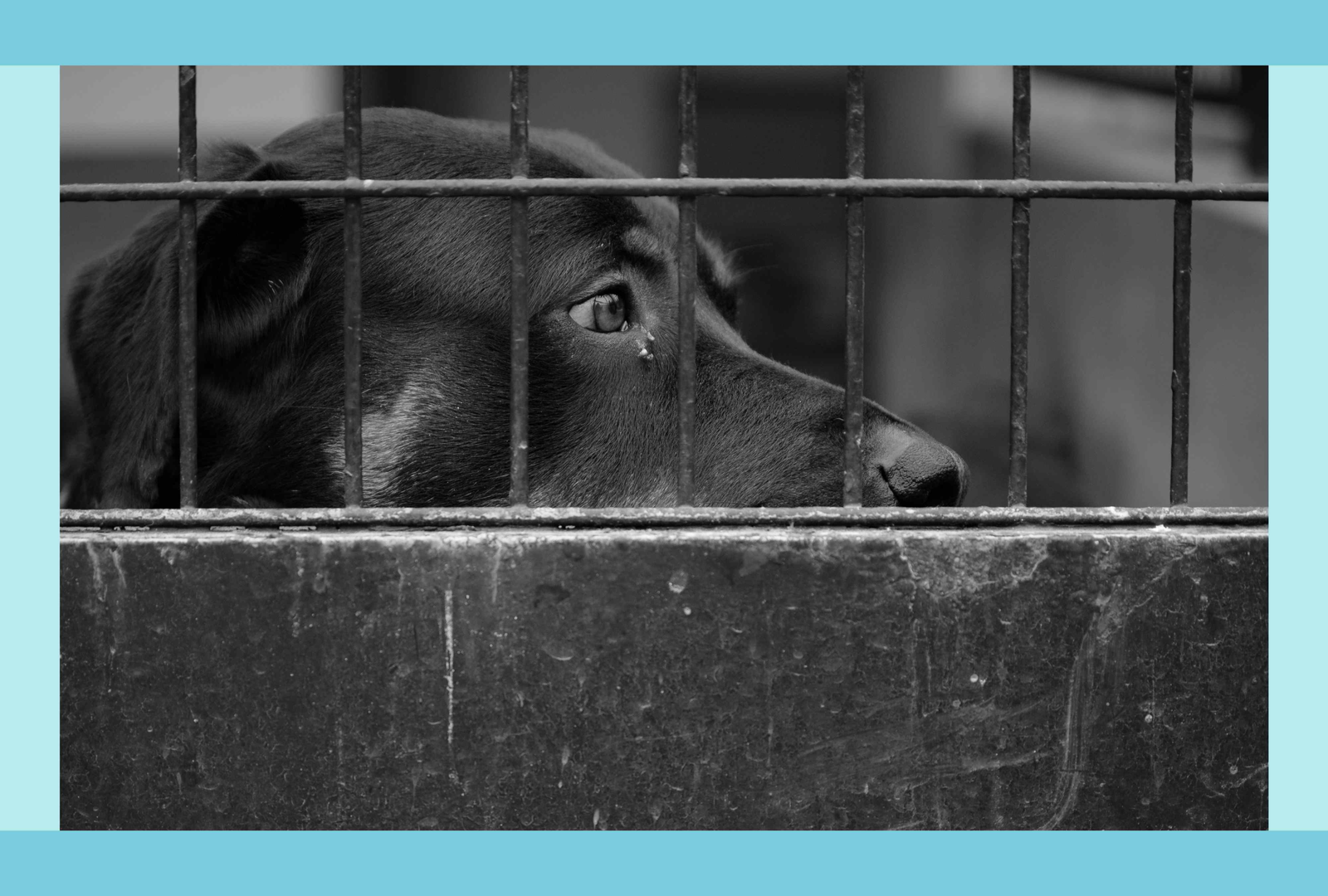 These Dogs Are Often Last to Be Adopted—Here's Why You Should Consider Bringing One Home