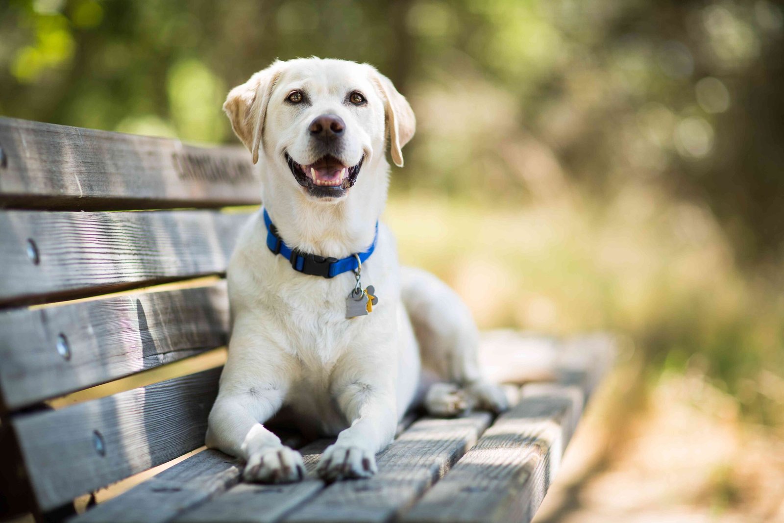 Green Beans: Safe and Healthy for Your Dog