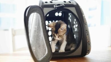 How to Crate Train Your Cat