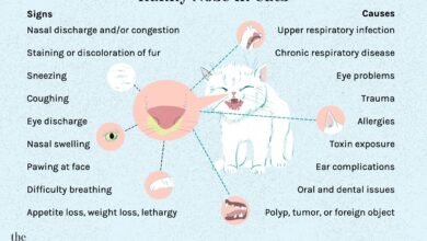Runny Nose in Cats: Causes and Treatment