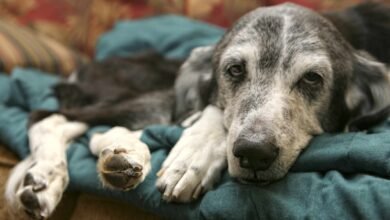 Canine Influenza in Dogs