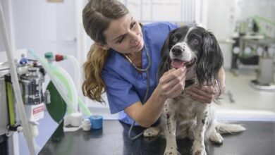 Anaphylactic Shock in Dogs