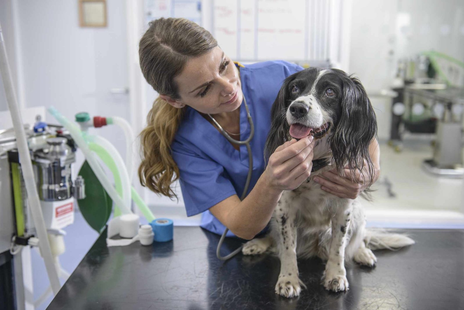 Anaphylactic Shock in Dogs
