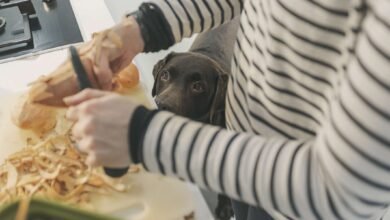Can My Dog Eat Sweet Potatoes?