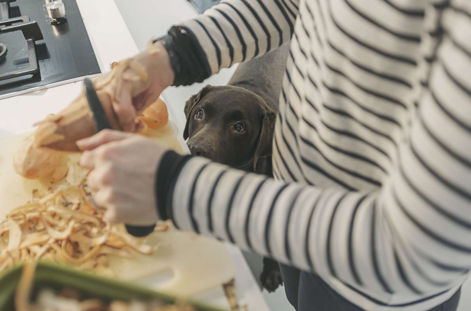 Can My Dog Eat Sweet Potatoes?