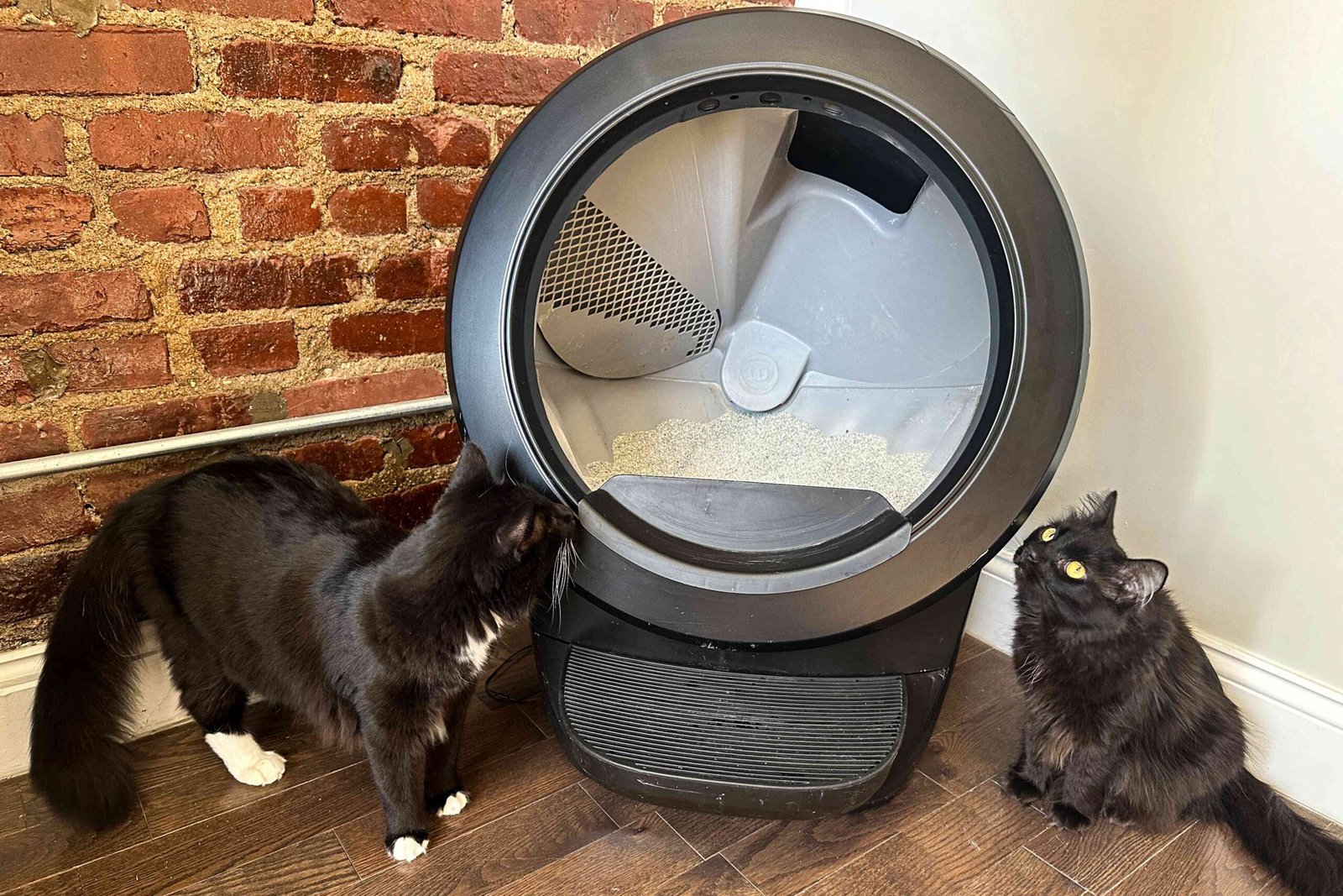 The 9 Best Automatic Litter Boxes, Tested and Reviewed