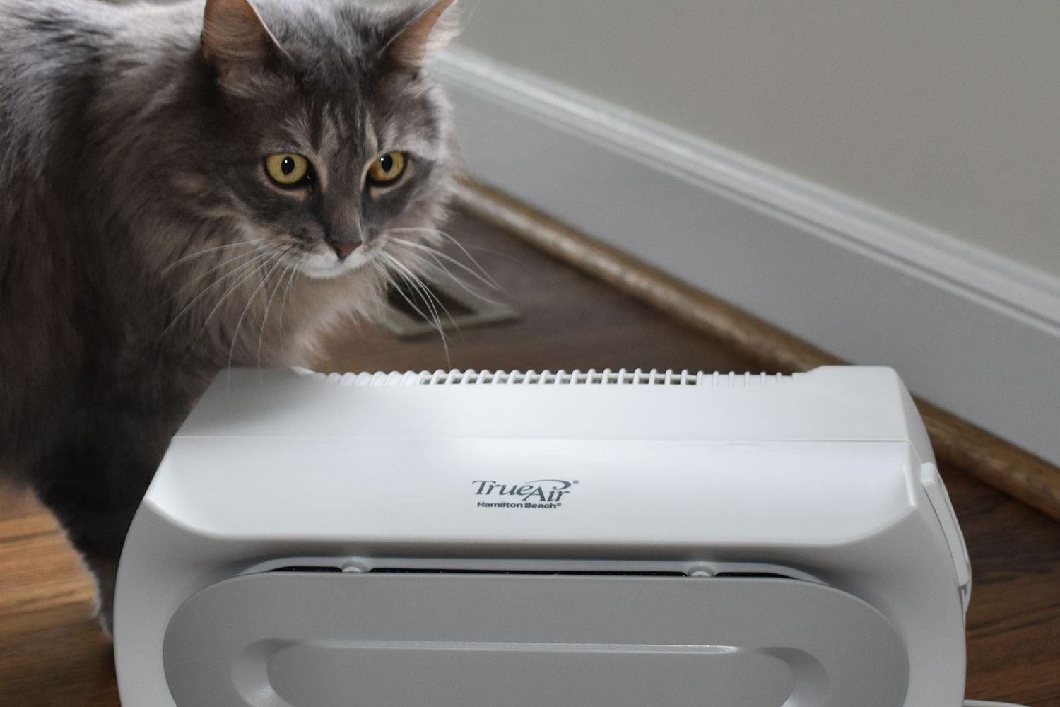 The 8 Best Air Purifiers for Pets of 2026
