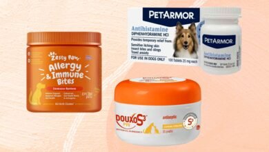 The 8 Best Allergy Medicines for Dogs of 2026