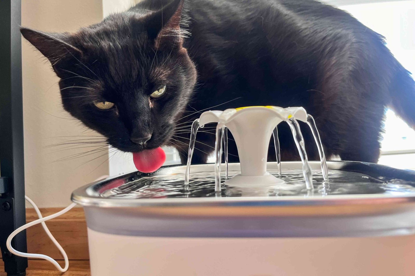 The 8 Best Cat Water Bowls of 2026