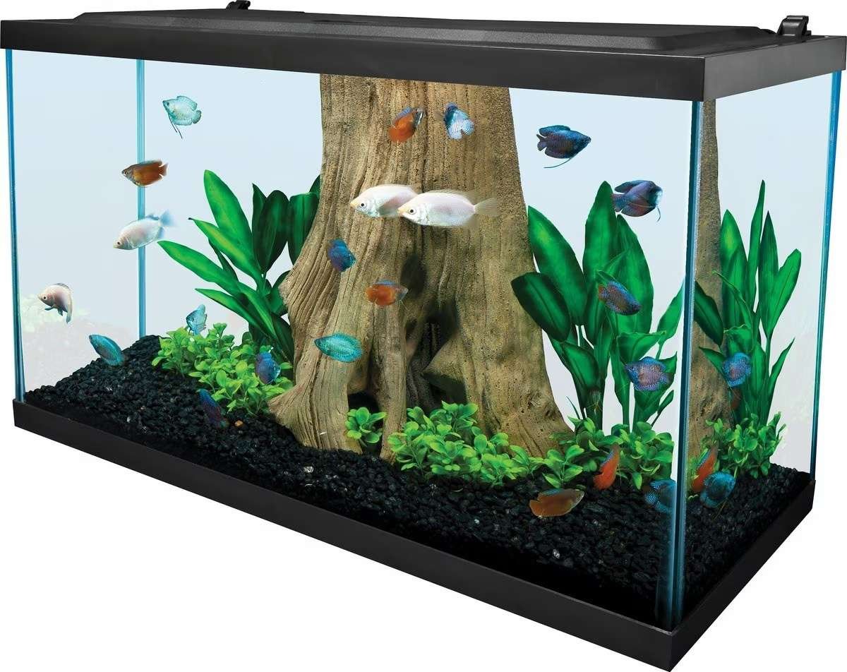 The 6 Best Fish Tanks for Beginners of 2026
