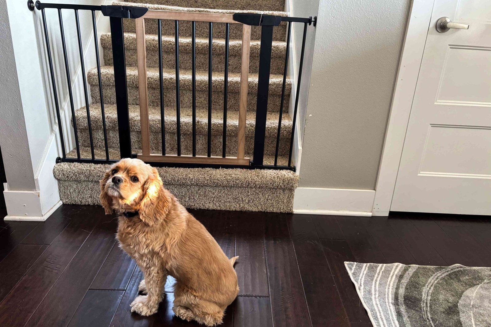 The 10 Best Pet Gates, Tested and Reviewed