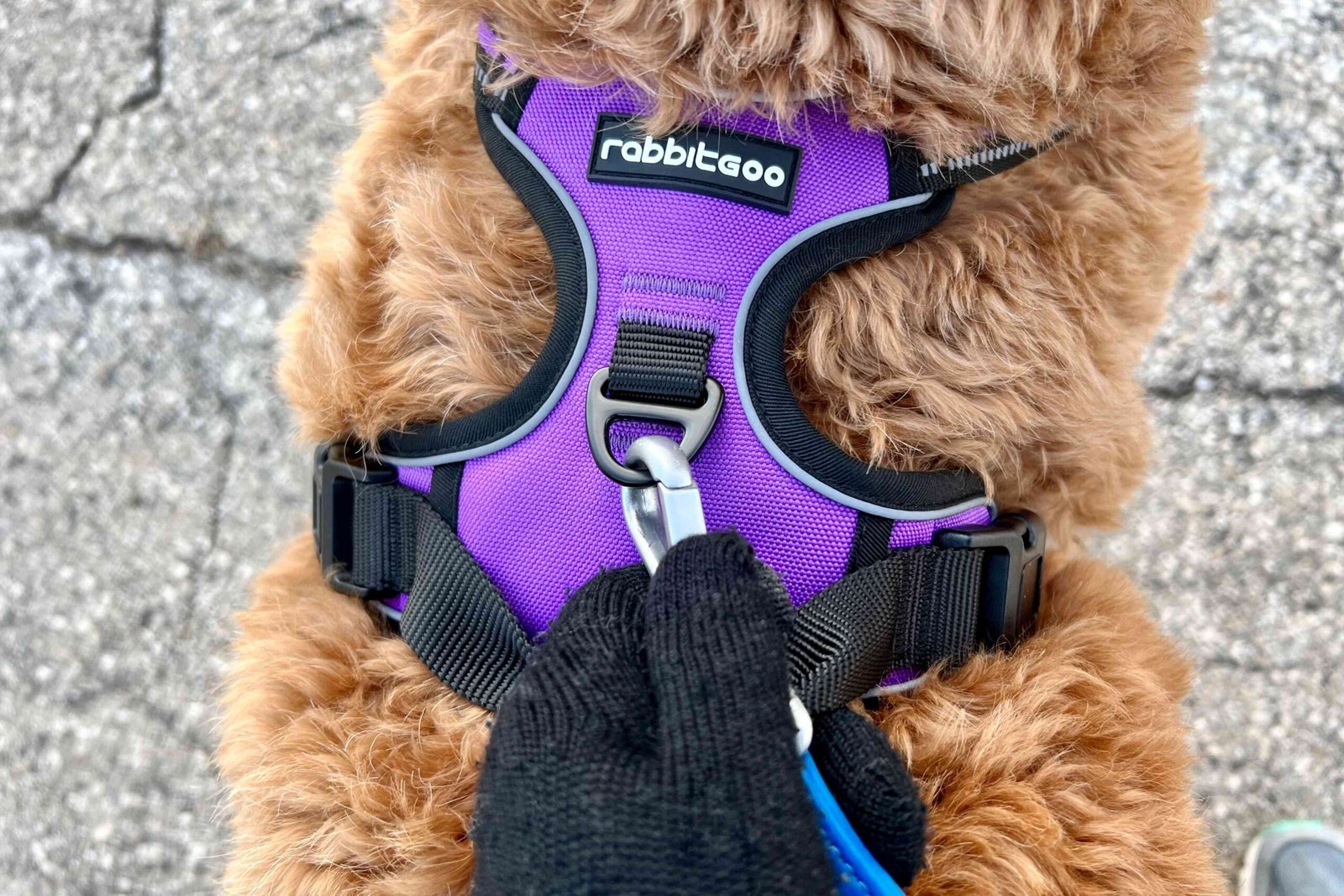 The 10 Best Dog Harnesses, Tested By Going On Walks With Real Dogs