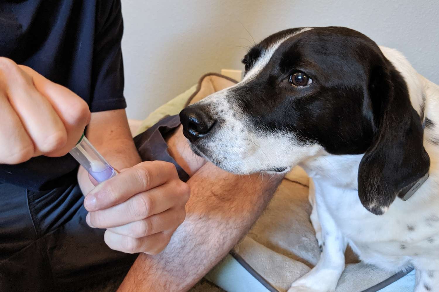 The 9 Best Dog DNA Tests, Tested and Reviewed