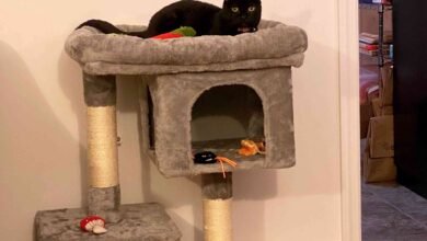 The 7 Best Cat Trees for Senior Cats of 2026