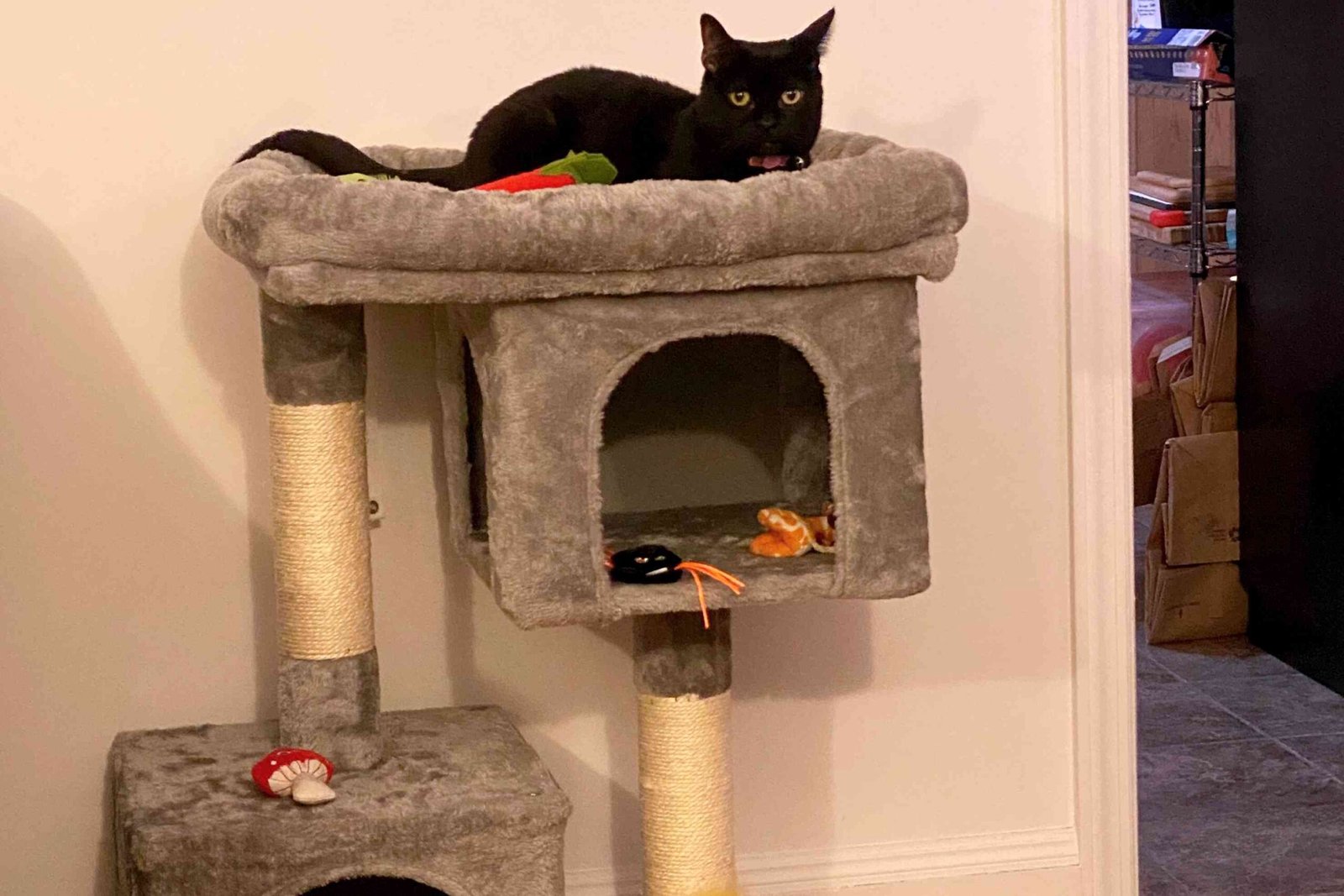 The 7 Best Cat Trees for Senior Cats of 2026