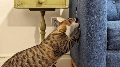 The 8 Best Cat Wand Toys of 2026