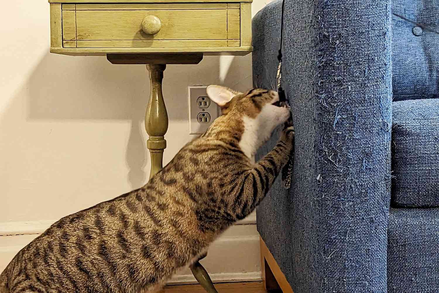 The 8 Best Cat Wand Toys of 2026