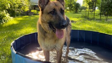 The 5 Best Dog Swimming Pools of 2026