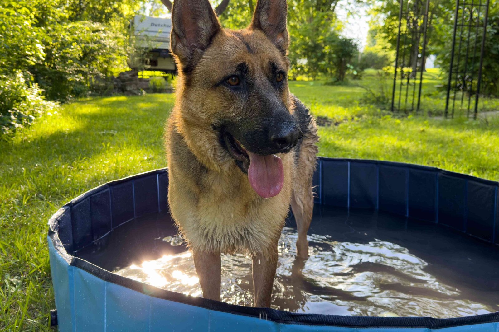 The 5 Best Dog Swimming Pools of 2026