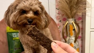 The 8 Best Dog Treats, Taste Tested By Our Own Dogs