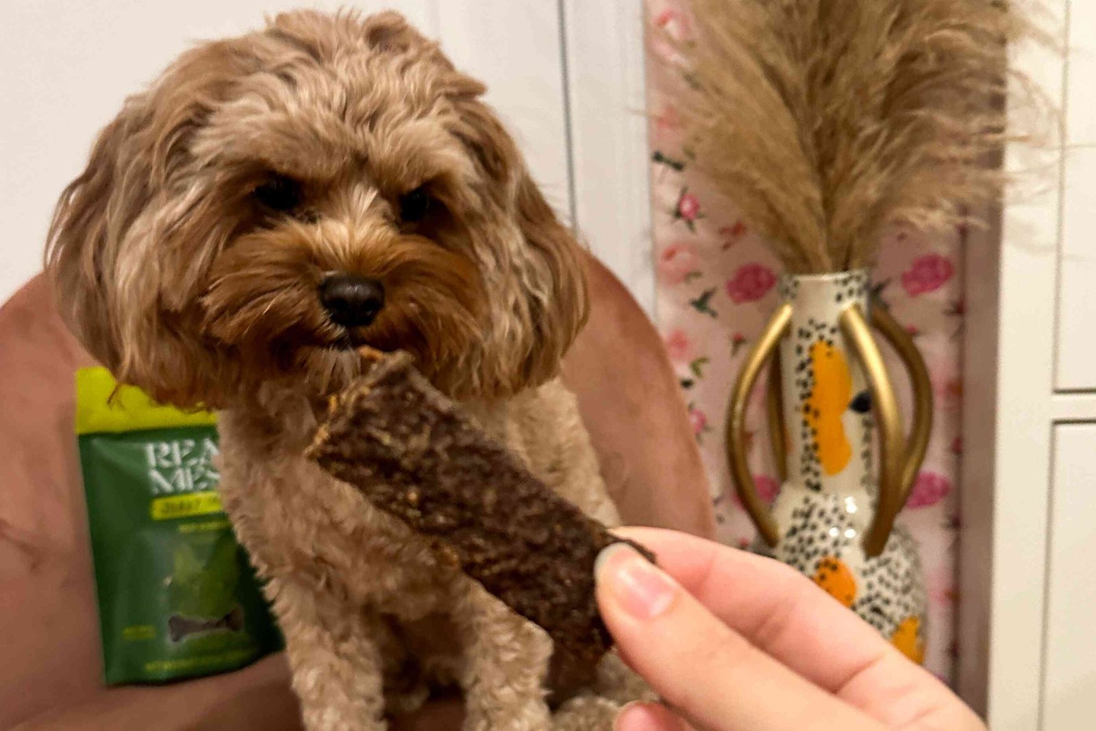 The 8 Best Dog Treats, Taste Tested By Our Own Dogs