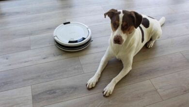 The 11 Best Vacuums for Pet Hair of 2026