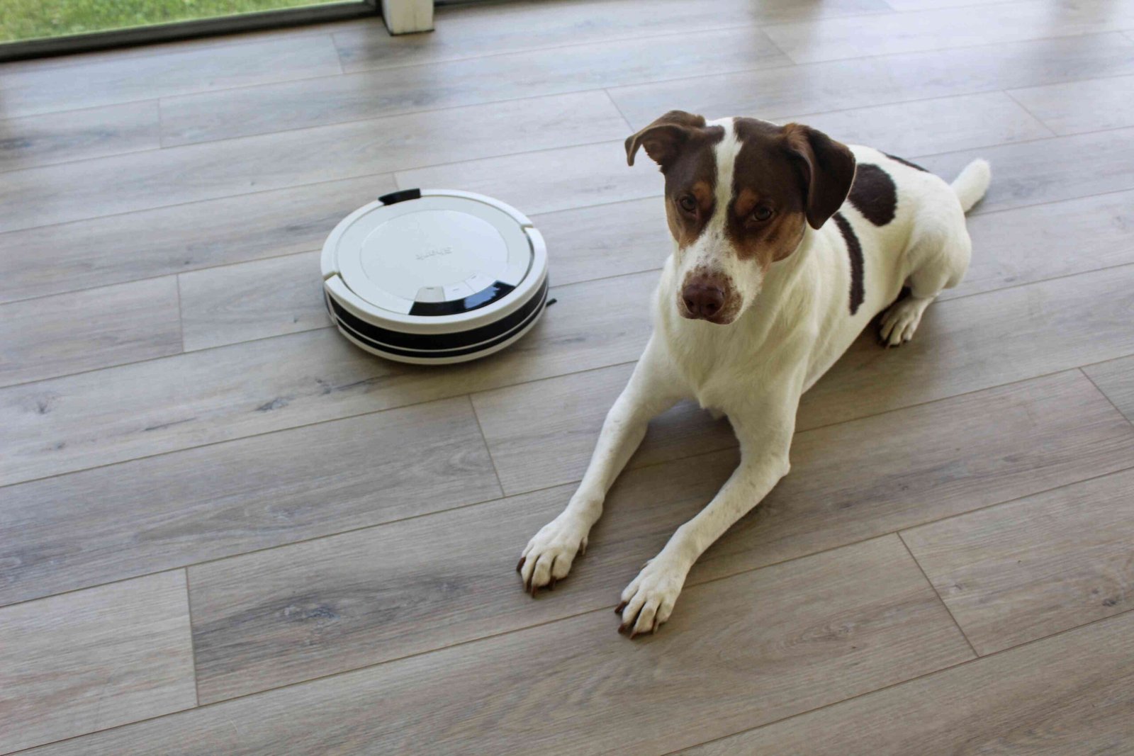 The 11 Best Vacuums for Pet Hair of 2026