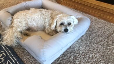The 13 Best Orthopedic Dog Beds of 2026 for Enhanced Support