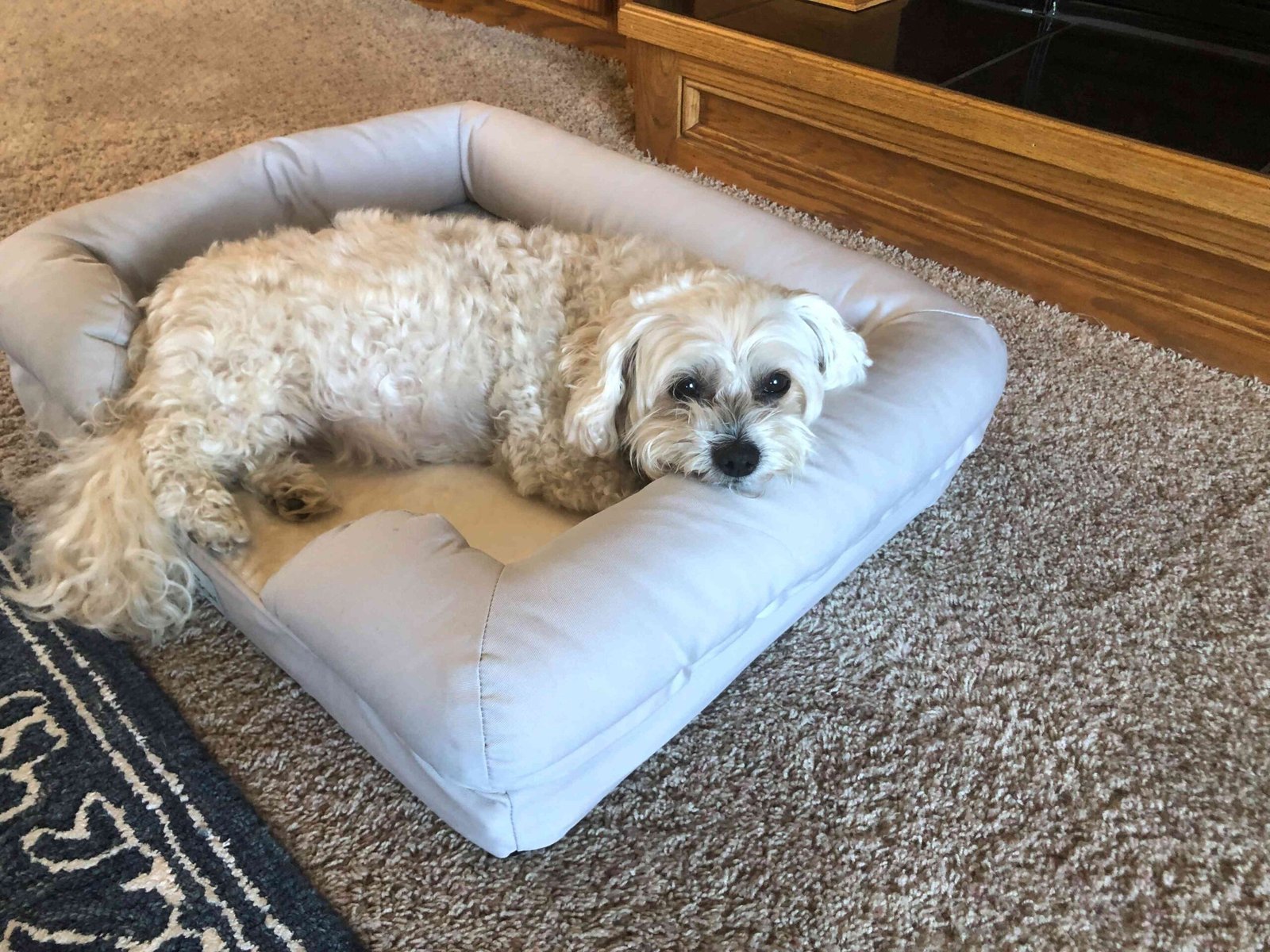The 13 Best Orthopedic Dog Beds of 2026 for Enhanced Support